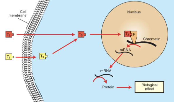 <p>Liposoluble → thyroid hormone action</p>