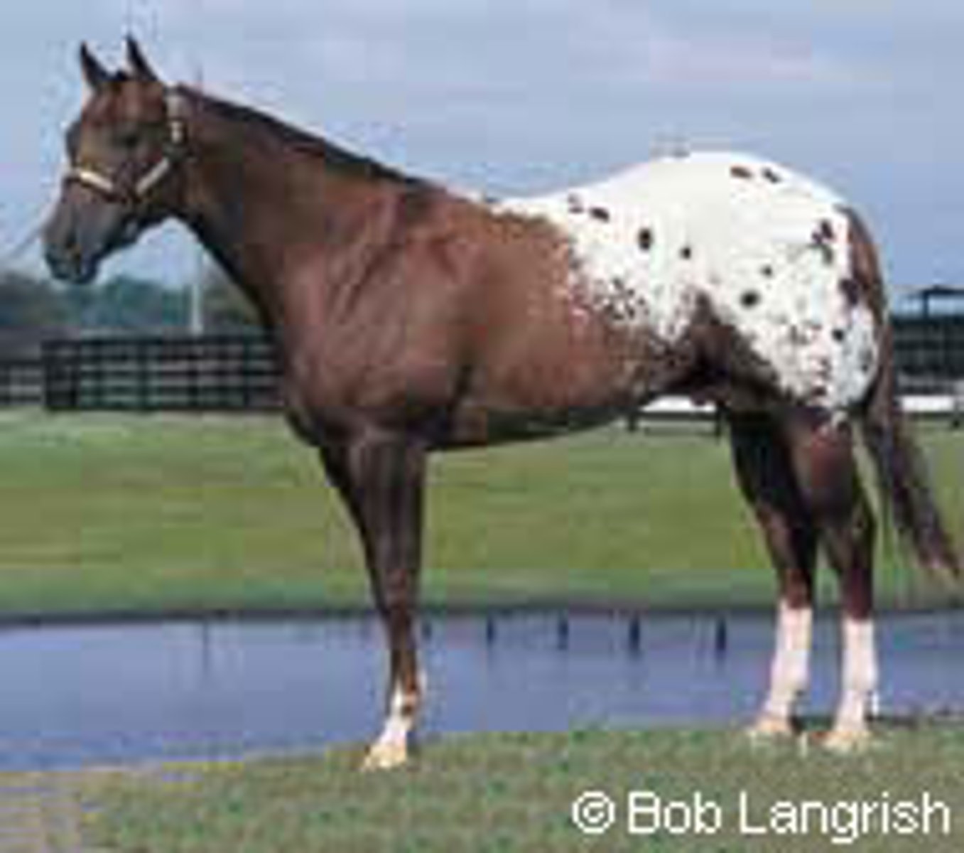 <p>this light breed horse has speed, almost leopard spotted coat</p>