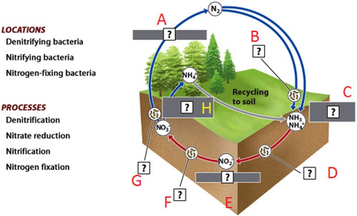 <p>Bacteria that convert the nitrates in soil or water to gaseous nitrogen and release it back into the atmosphere.</p>