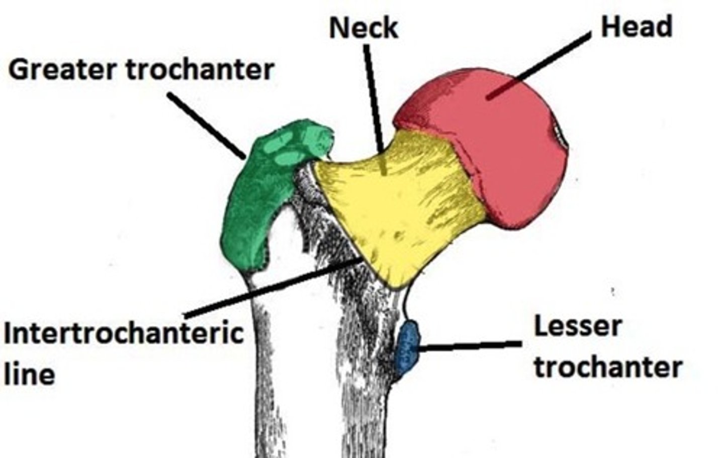 <p>Greater Trochanter - lateral to the neck.</p><p>Lesser Trochanter - inferior to the neck.</p>