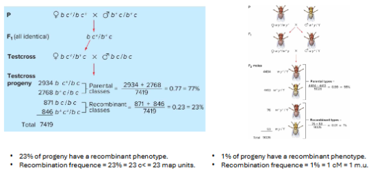 <p>The probability of a crossover between two genes increases with the distance between them.<br>Recombination frequency (RF) can be used to estimate physical distance between genes.<br>1% RF = 1 centimorgan (cM) = 1 map unit (m.u.).</p>