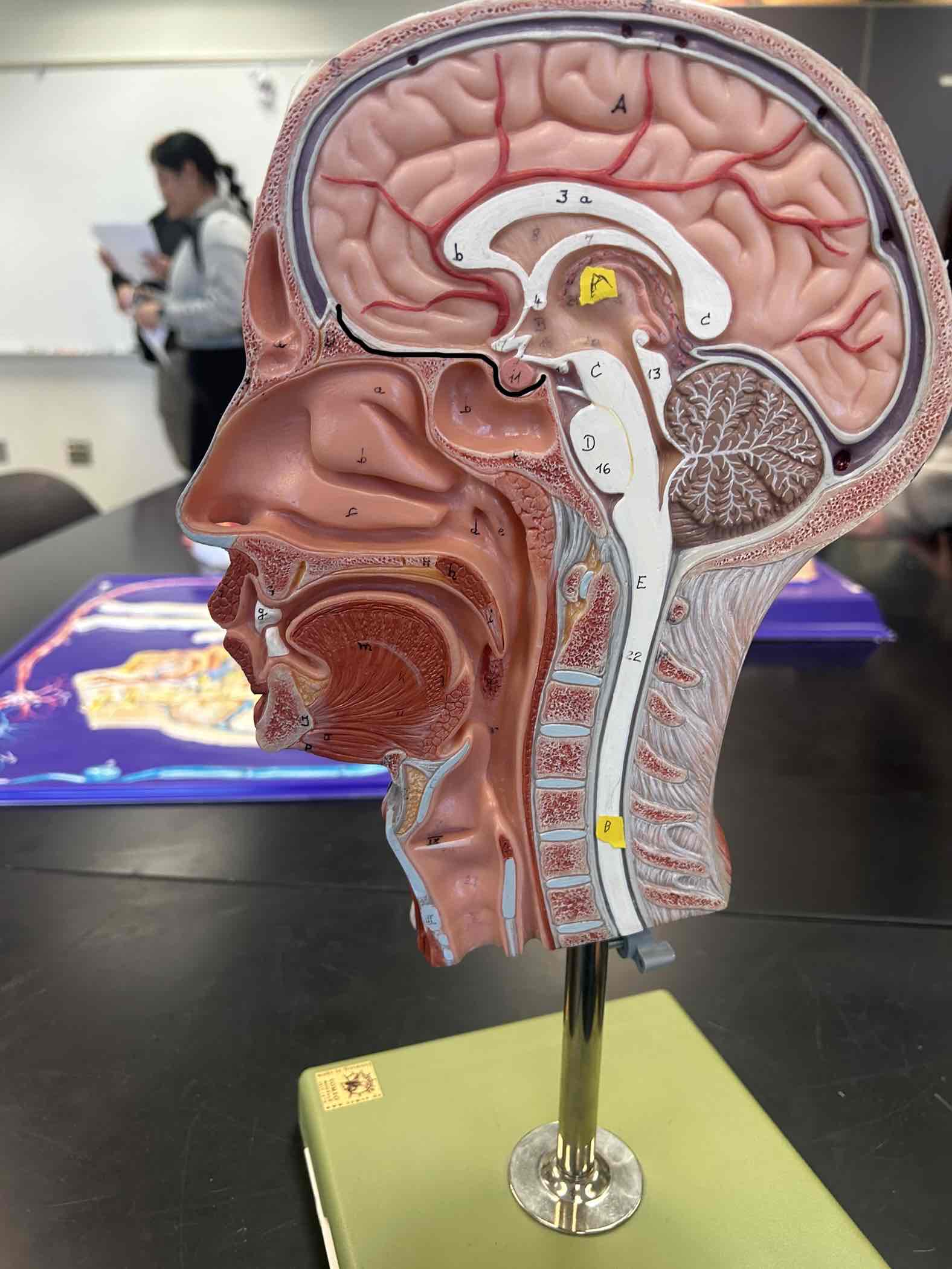 <p>Things layer of bone that separates the nasal cavity and the Cranial Cavity</p>