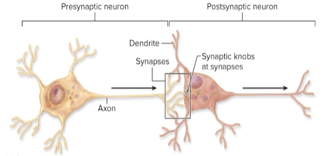 <p>Synapses</p>