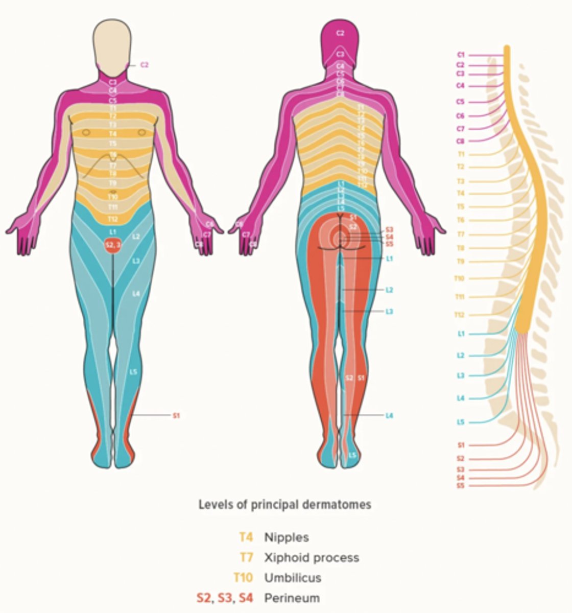 <p>A skin area that is supplied mainly from one spinal cord segment through a particular spinal nerve</p>