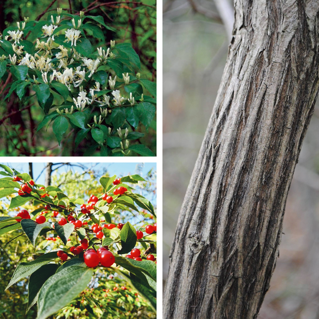 Amur honeysuckle:

opposite leaves, double red berries on top of leaves. Ridgey, ropey bark
