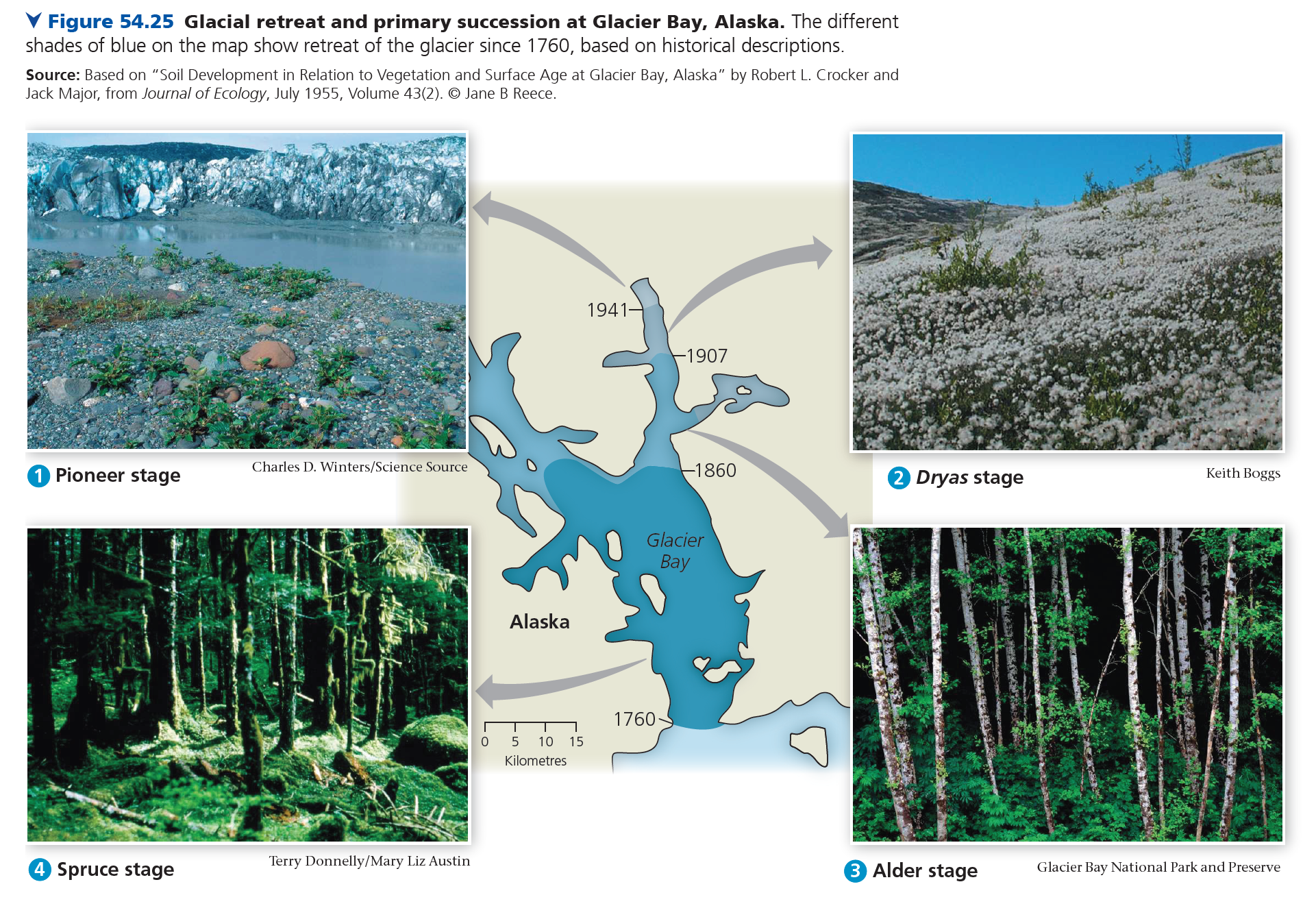 <p>Describe the process of primary succession on glacial moraines from recently exposed bare rock to climax community. </p><p></p><p>(Discuss environmental changes when one species gives way to another)</p>