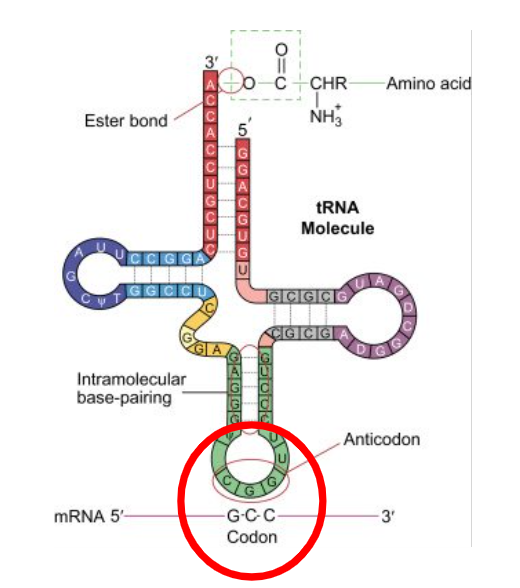 <p> the anticodon on tRNA</p>