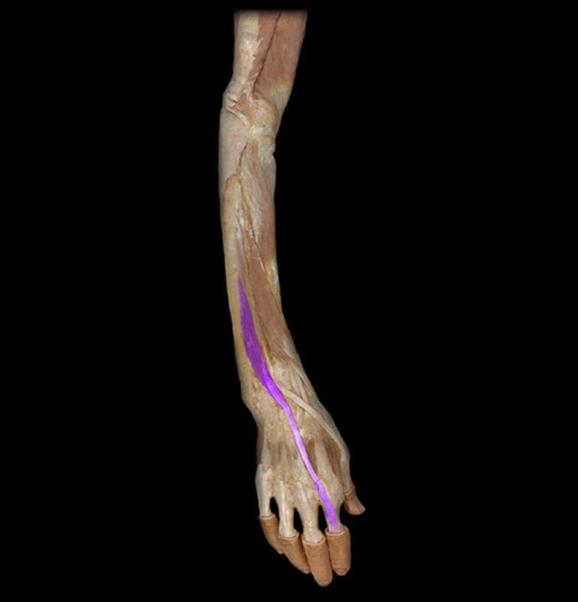 <p>Ulna, interosseous membrane</p><p>Extensor expansion of digit 2</p>