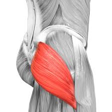 <p>Buttocks</p>