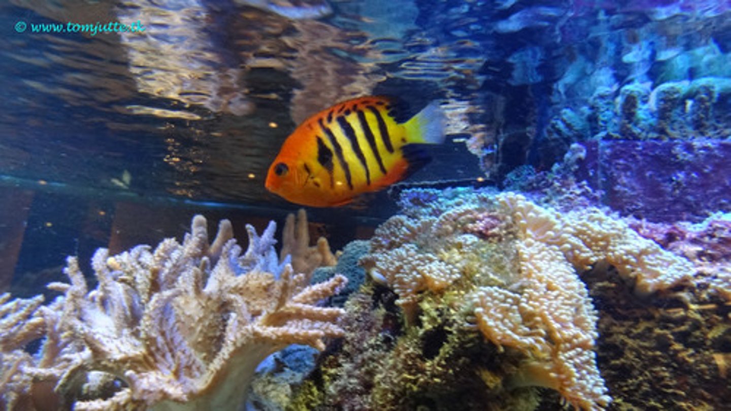 <p>The scientific study of oceans, the life that inhabits them, and their physical characteristics, including the depth and extent of ocean waters, their movement and chemical makeup, and the topography and composition of the ocean floors.</p><p>-also includes ocean exploration.</p>