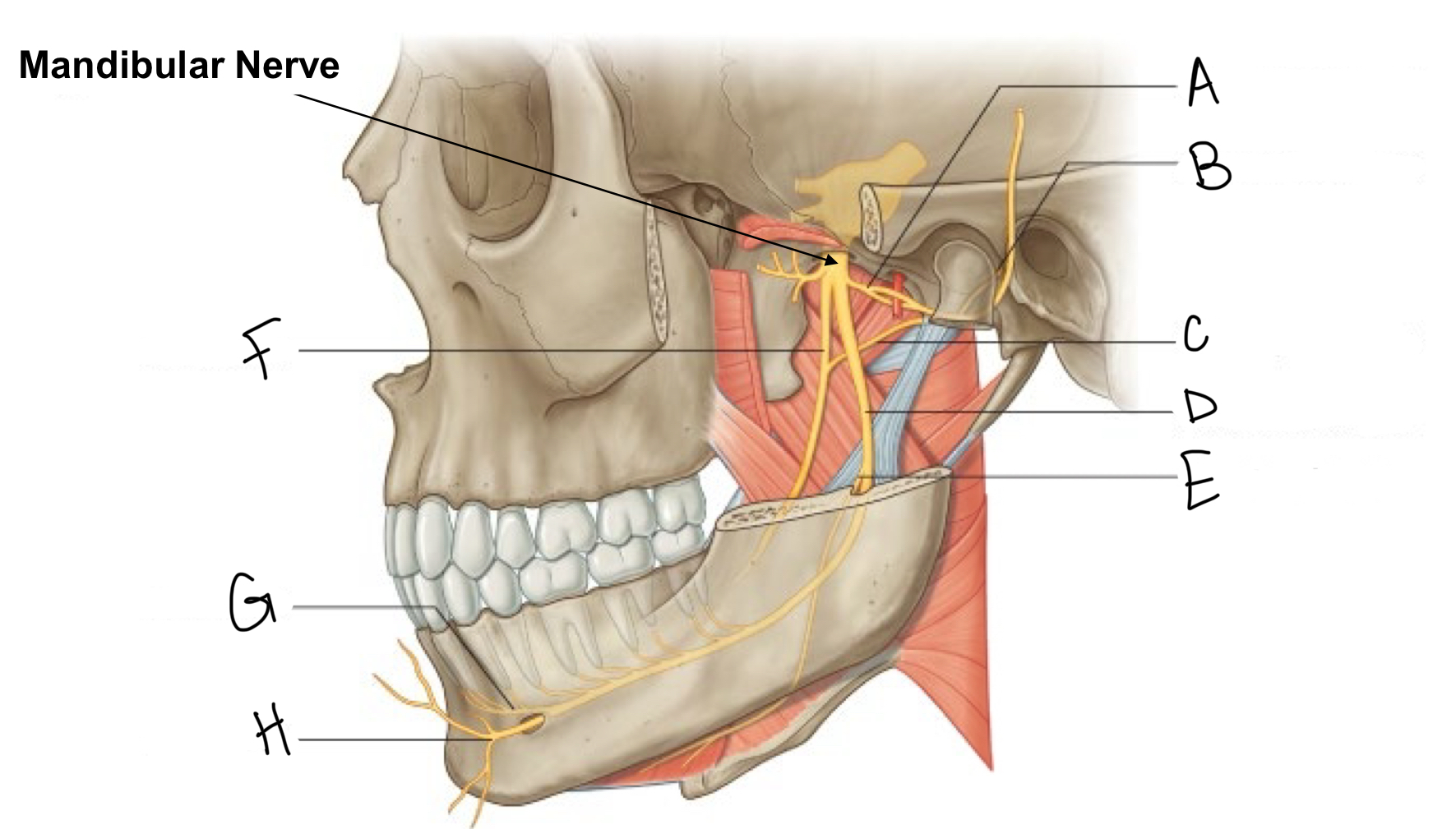 <p>what structure is labeled E?</p>