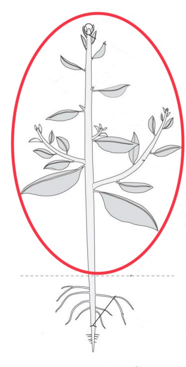 knowt flashcard image