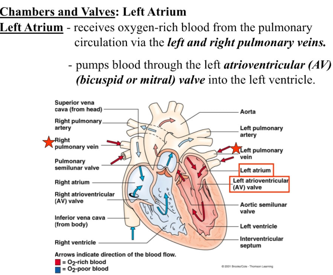 <ul><li><p>receives oxygen-rich blood from the pulmonary circulation via the left and right pulmonary veins</p></li><li><p>pumps blood through the left atrioventricular (AV) (bicuspid or mitral) valve into the left ventricle</p></li></ul><p></p>