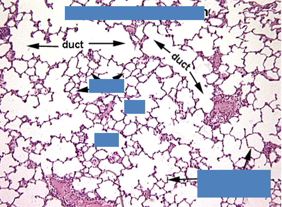 <p>Identify this structure</p>