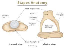 This is the third and final bone of the ossicular chain that consists of the head, two crura, and a footplate 