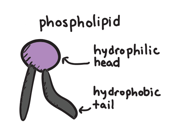 <p>Made up of a phosphate group, glycerol unit and two fatty acid tails </p>