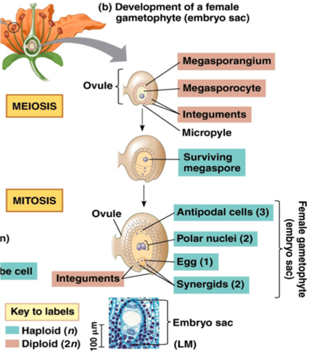 <p>1. diploid megaspore mother cell forms inside ovule's nucellus <br>2. this undergoes meiosis, producing 4 haploid megaspores</p>