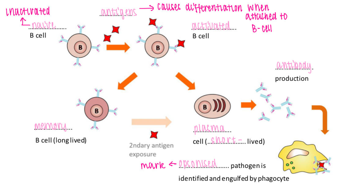 <p>Antigen binding triggers development of memory + plasma cells</p><p></p>