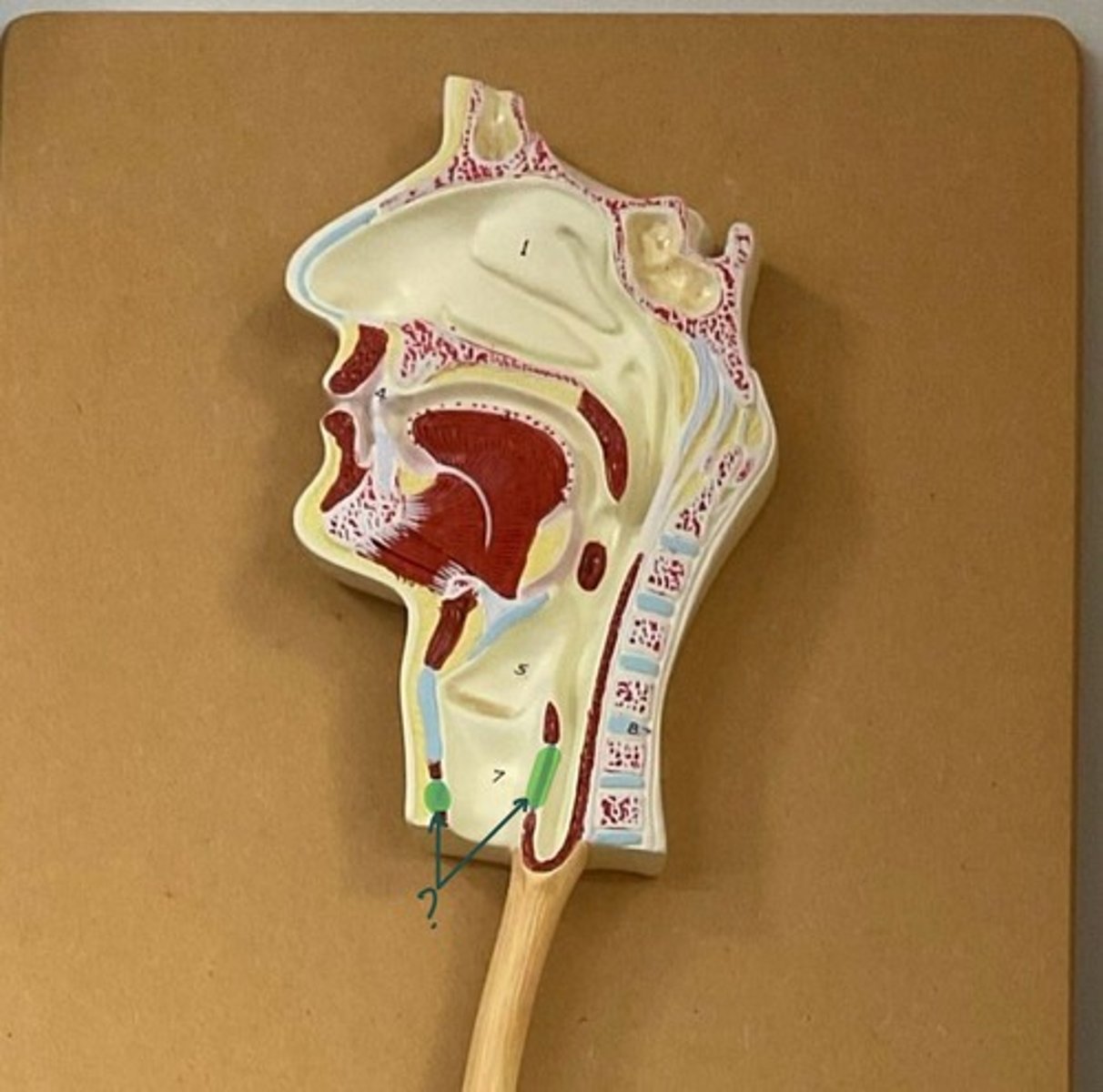 knowt flashcard image