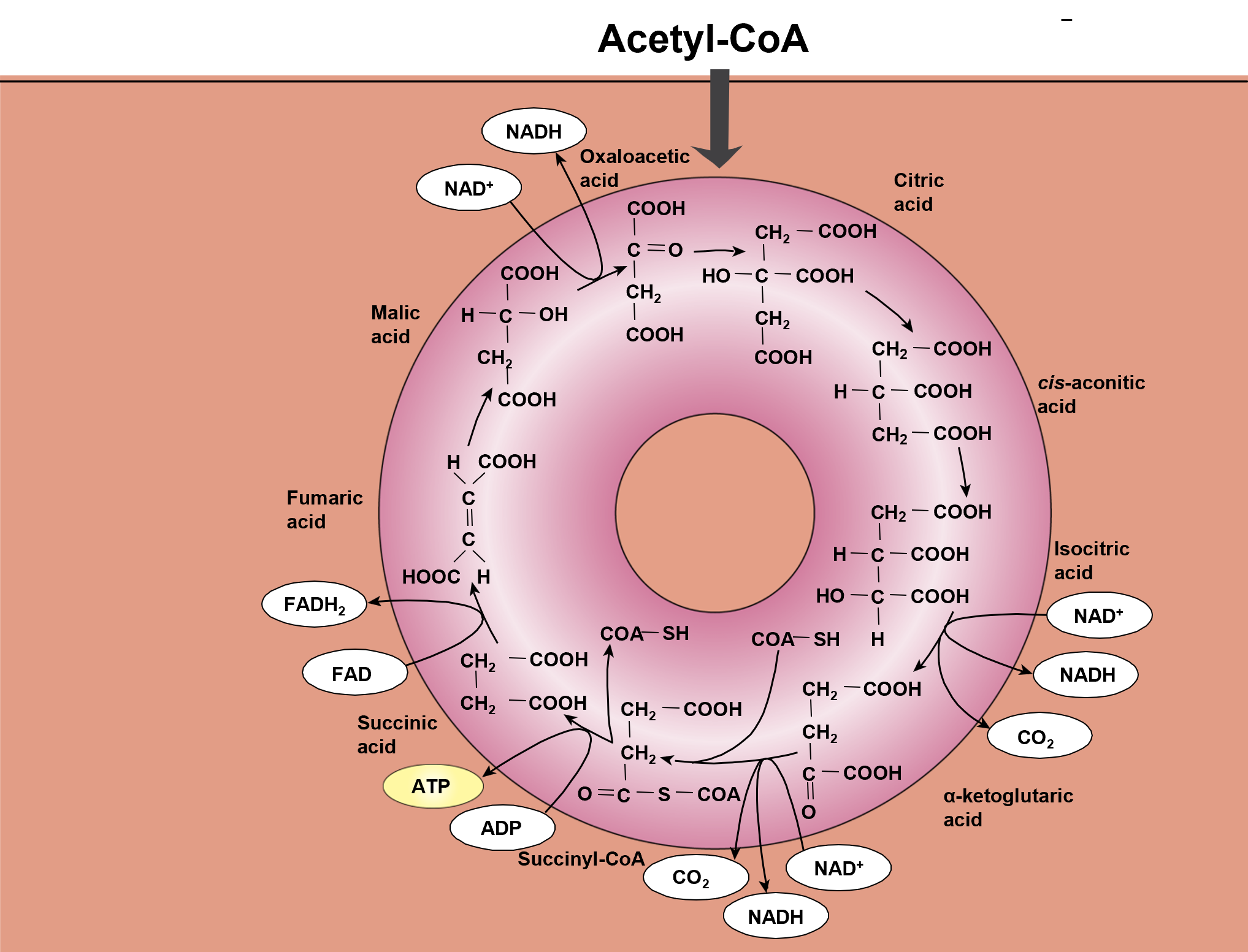 In one cycle:


1. 1 ATP
2. 3 NADH
3. 1 FADH2
4. 2 CO2

But the cycle runs twice, so those numbers are doubled.