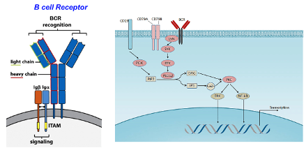 <ul><li><p><span>an antibody that is still bound to the membrane – Y-shaped with a membrane domain and adaptor proteins with intracellular domains that can signal the cell</span></p></li><li><p class="MsoNormal"><span>This is important for modulating gene expression, adhesion or survival.</span></p></li><li><p class="MsoNormal"><span>Its signalling determines the fate of antigen-encountered B cells.</span></p><ul><li><p class="MsoNormal"><span>Differentiate into plasma B cell</span></p></li></ul></li></ul><p></p>