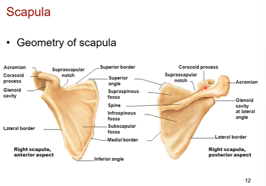 <p>acts like shield, insertion and attachment spots for muscles</p>