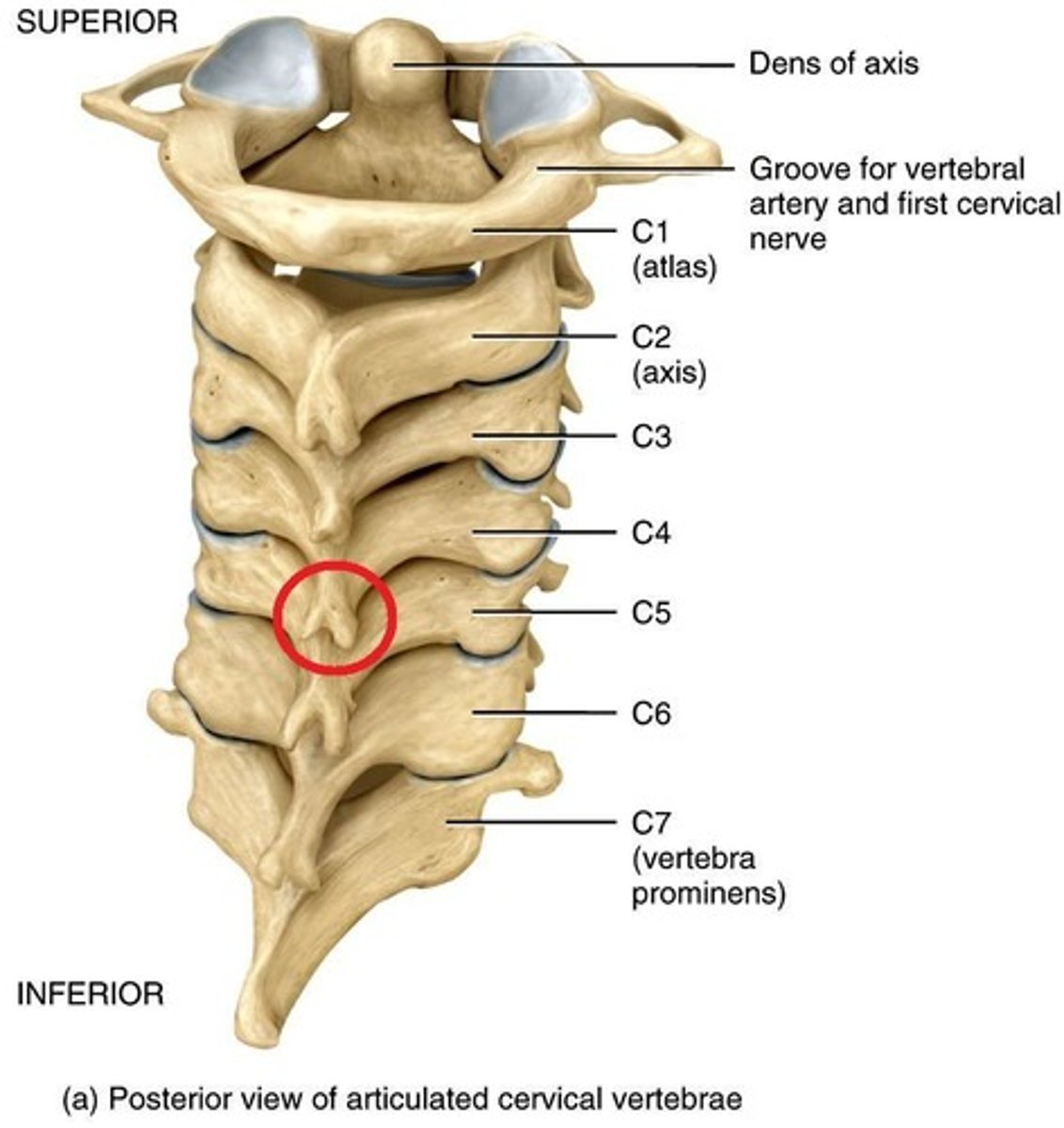 <p>Project backwards from each vertebra; also serve as attachment sites for skeletal muscles</p>
