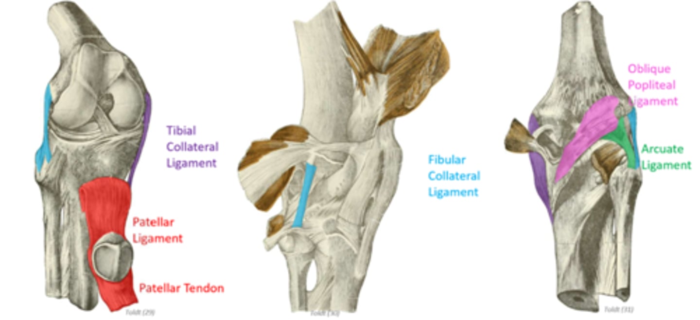 <p>thickening of the joint capsule around the knee</p><p>patellar ligament</p><p>tibial/medial collateral ligament</p><p>oblique popliteal ligament</p><p>arcuate popliteal ligament</p>