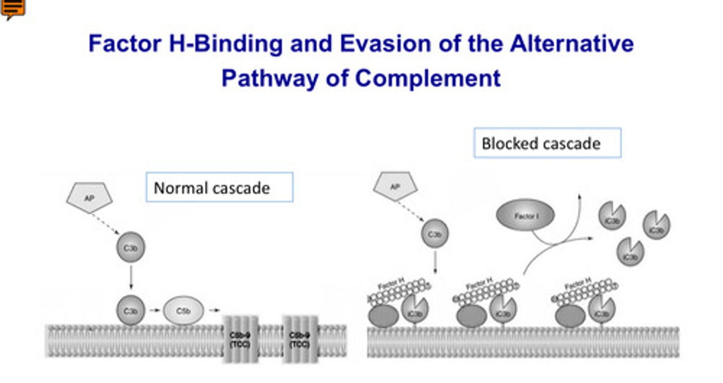 <p>1. borrelia burgdorferi Erp proteins</p><p>2. Leptospira interrogans LfhA</p><p>(and others)</p>