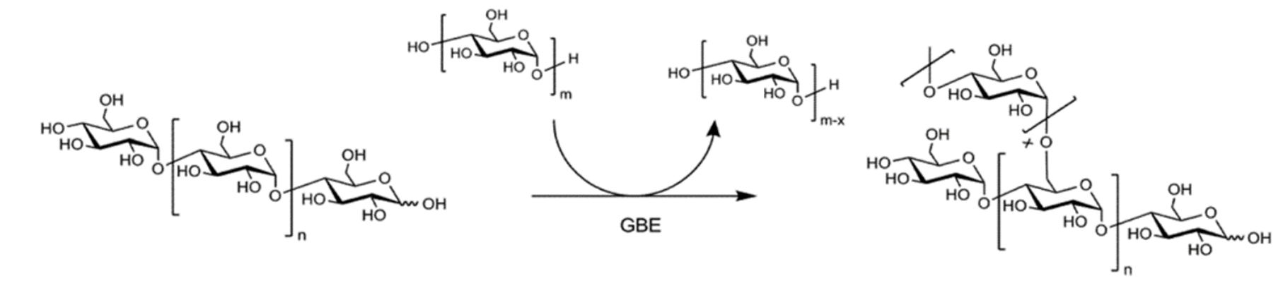 <p>glycogen branching enzyme (GBE)</p>