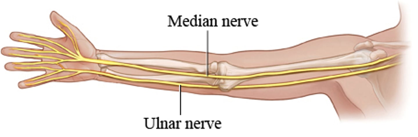 <p>Sensory innervation: Skin of lateral palm and digits 1-3 and lateral side of digit 4</p><p>Motor innervation: Anterior compartment of forearm (with ulnar) Thenar muscles of palm (muscles that oppose the thumb)</p><p>if damaged: weakness flexing wrist, difficulty opposing thumb, carpal tunnel</p>