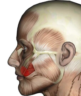 <p>origin: maxilla </p><p>insertion: blended with orbicularis oris </p><p>function: cheek compression when you whistle </p>