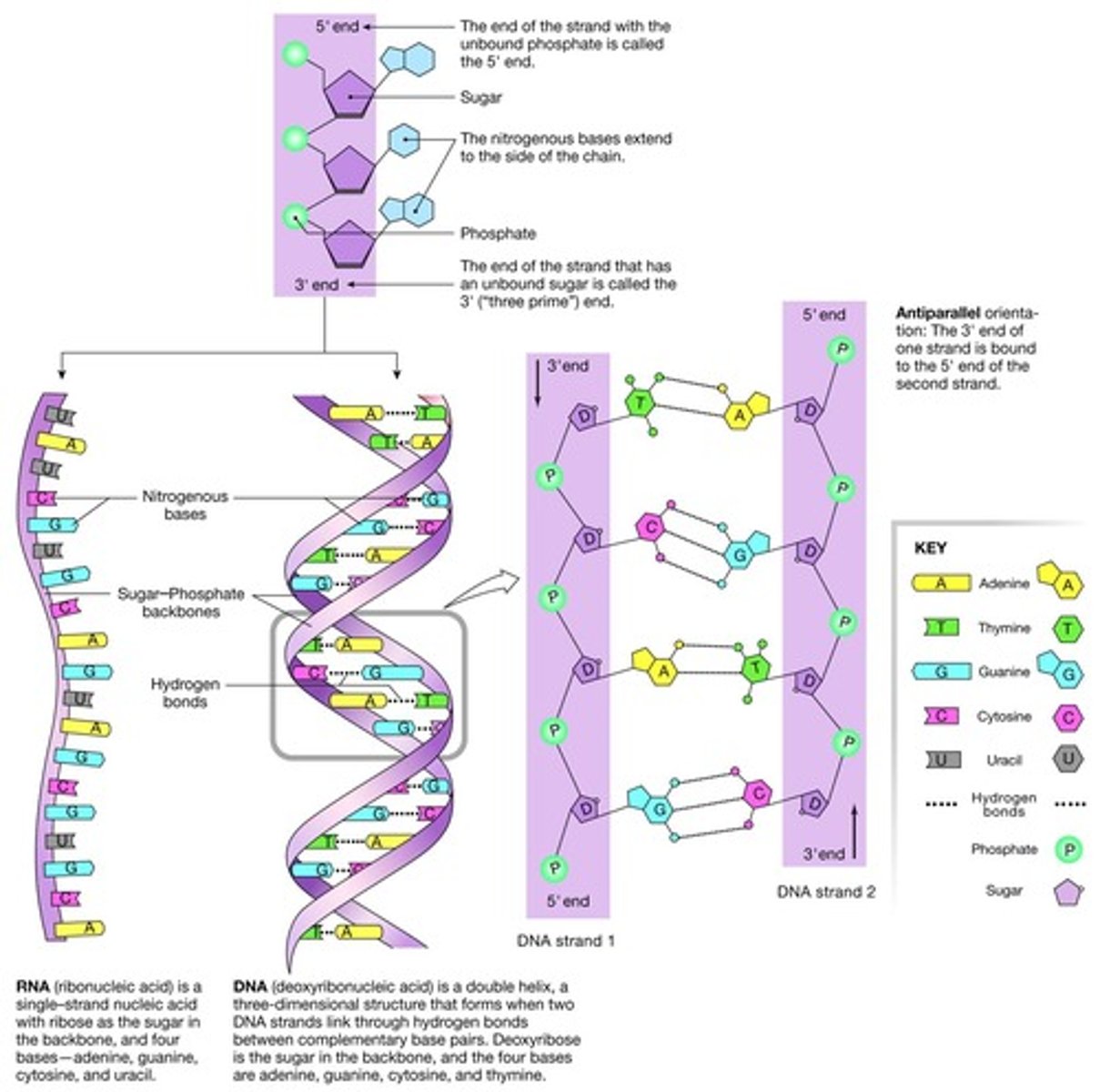 <p>Double stranded nucleic acid that stores genetic information.</p>
