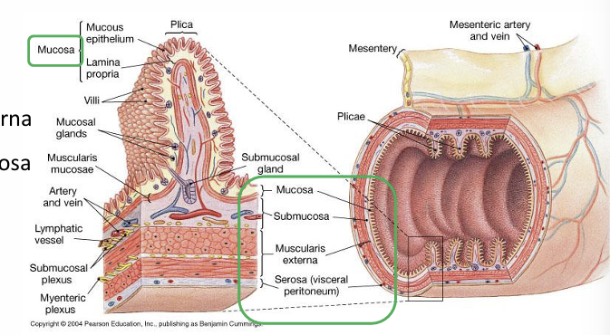 <p>Layers of the gastrointestinal tract- alimentary canal?</p>