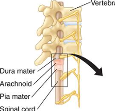 <p>higher the spinal cord injury the ____ and more ______</p>