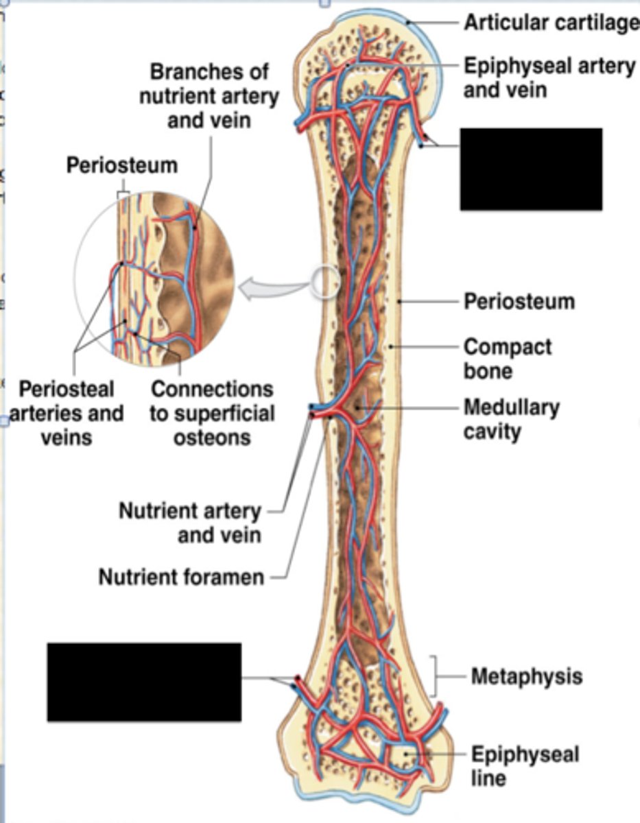 <p>-supply the epiphyseal cartilage</p>