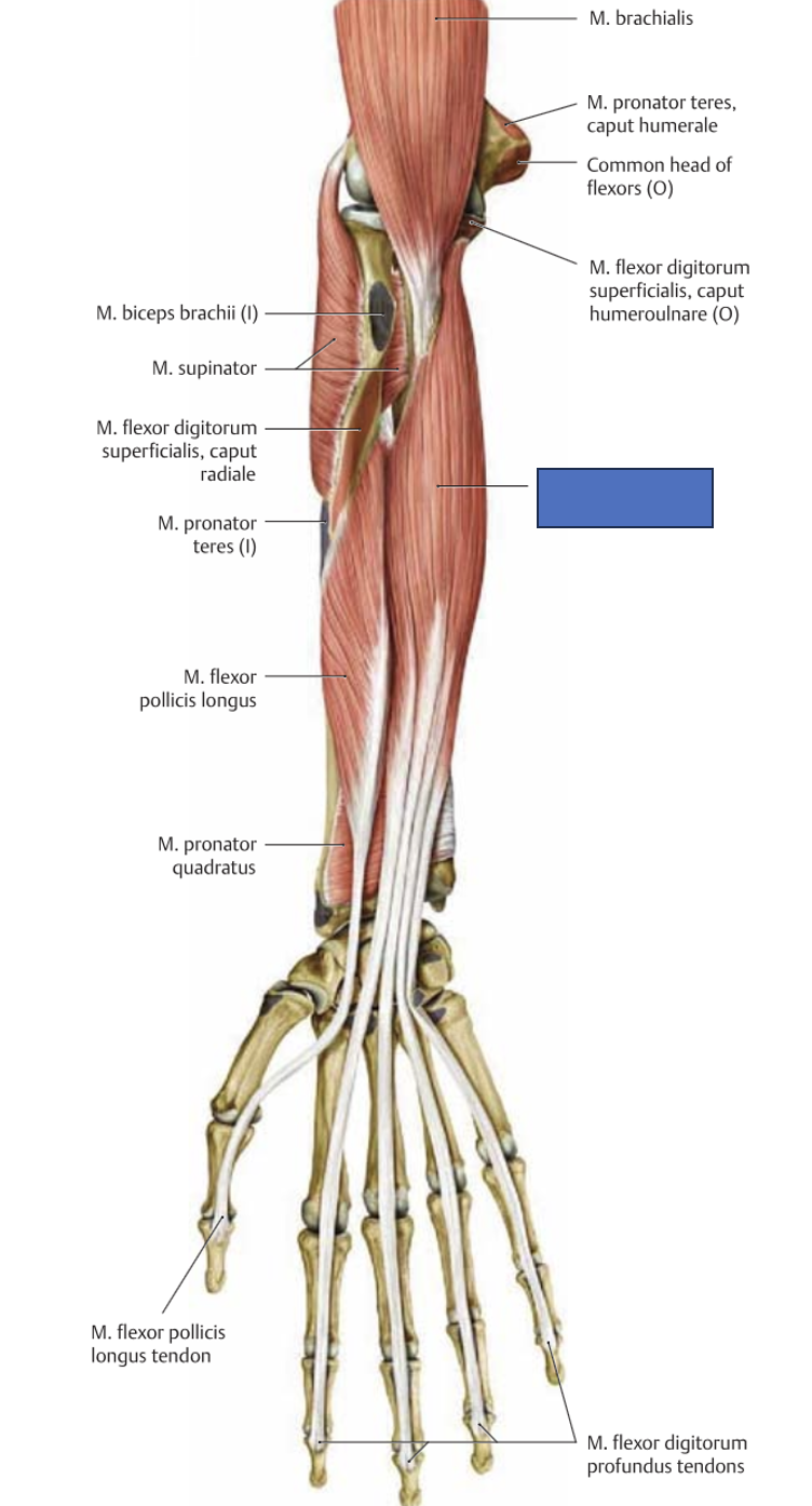 <p>m. flexor digitorum profundus → painutab 2-5 sõrme distaalset lüli ja rannet</p>