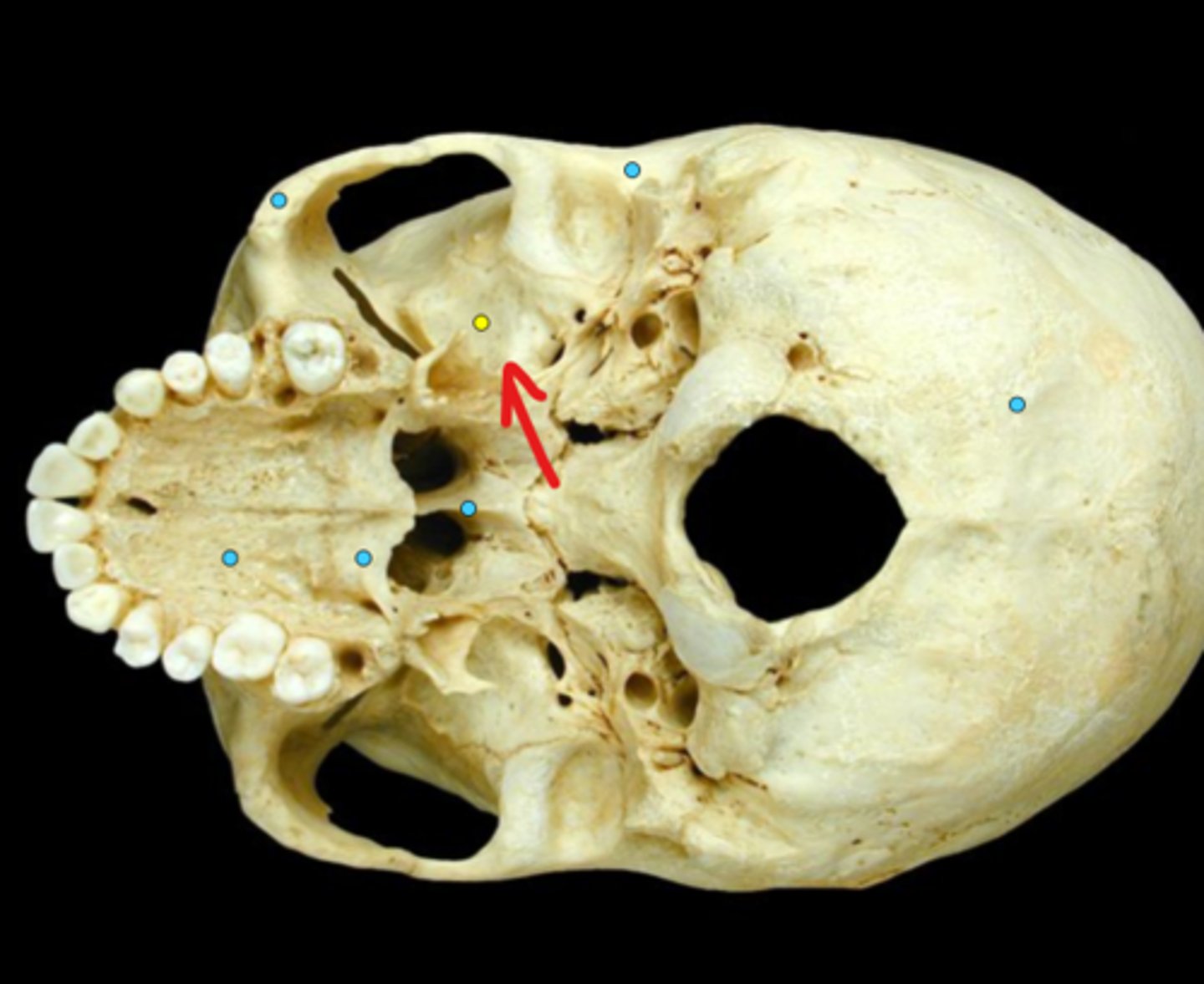 knowt flashcard image