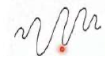 <p>Type of spirochete genus that is <strong>much less tightly coiled </strong>which have the appearance of an <strong>extremely long, undulating, bacillary form</strong></p>
