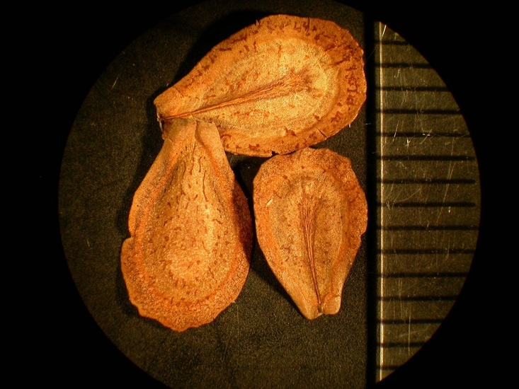 Cynanchum laeve
