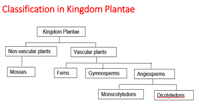 <ul><li><p>Domain: Eukarya</p></li><li><p>E.g. Mosses, ferns, pines, flowering plants</p></li><li><p>Characteristics: Eukaryotic, multicellular, no cell walls, nonphotosynthetic, consume other organisms, move about by muscular contraction, specialized nervous tissue to coordinate responses</p><p></p></li></ul><p>Vascular plants:</p><p>(A) seedless plants</p><ul><li><p>phylum Lycopodiophyta (club mosses)</p></li><li><p>Phylum Pteridophyta (ferns, whisk ferns, horsetails)</p></li></ul><p></p><p>(B) seed plants</p><ol><li><p>plants with naked seeds (gymnosperms)-</p></li></ol><ul><li><p>phylum coniferophyta (conifers)</p></li><li><p>phylum cycadophyta (cycads)</p></li><li><p>phylum ginkgophyta (ginkgoes)</p></li><li><p>phylum gnetophyta (gnetophytes)</p></li></ul><ol><li><p>plants with seeds enclosed within a fruit</p><ul><li><p>Phylum Anthophyta (angiosperms or flowering plants)</p></li><li><p>Class is eudiocotyledones (eudicots) OR DICOTS</p></li><li><p>Class Monocotyledones (monocots)</p></li></ul></li></ol><p></p>
