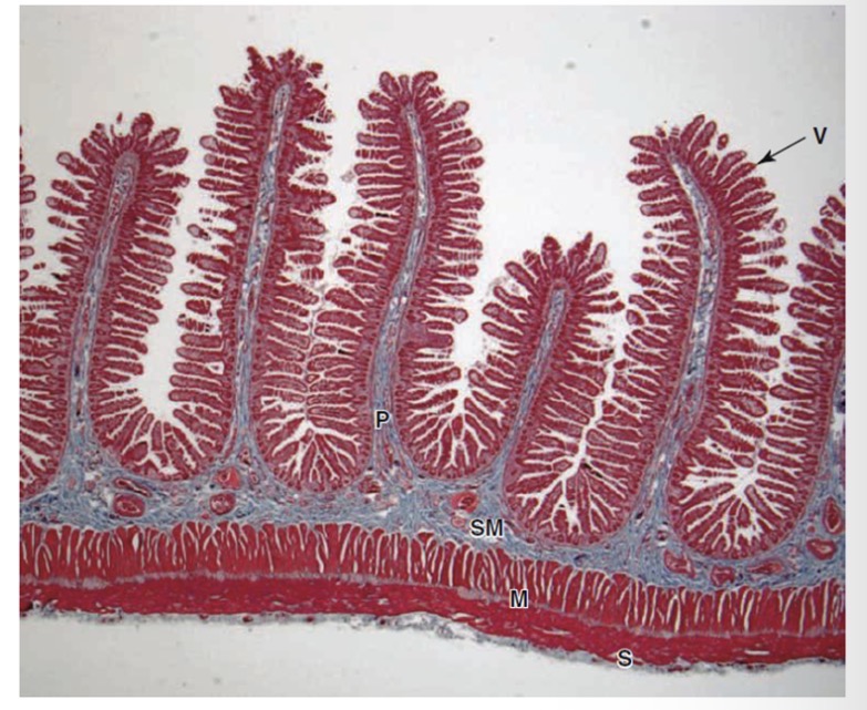 <ul><li><p>Villi (V)</p></li><li><p>Lamina propria (P)</p></li><li><p>Submucosa (SM)</p></li><li><p>Muscularis externa (M)</p></li><li><p>Serosa (S)</p></li></ul><p></p>