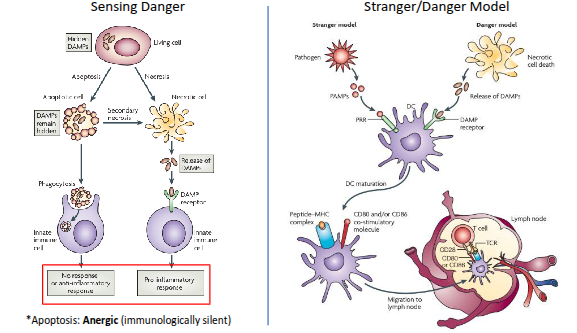 <ul><li><p><strong>Stranger model:</strong></p><ul><li><p>Proposed by <strong>Charles Janeway</strong>.</p></li><li><p>The immune system responds to <strong>non-self (“stranger”) molecules</strong>, recognised through <strong>pathogen-associated molecular patterns (PAMPs)</strong> via <strong>pattern-recognition receptors (PRRs)</strong>.</p></li><li><p>Focuses on detecting <strong>microbial invaders</strong>.</p></li></ul></li><li><p><strong>Danger model:</strong></p><ul><li><p>Proposed by <strong>Polly Matzinger</strong>.</p></li><li><p>The immune system responds to <strong>signals of damage or stress</strong>—called <strong>damage-associated molecular patterns (DAMPs)</strong>—rather than to non-self alone.</p></li><li><p>Emphasises recognition of <strong>cell injury or tissue danger</strong>, even in the absence of infection.</p></li></ul></li></ul><div data-type="horizontalRule"><hr></div><p><strong>Summary:</strong></p><ul><li><p><strong>Stranger model →</strong> Detects <em>foreign pathogens</em>.</p></li><li><p><strong>Danger model →</strong> Detects <em>tissue damage or stress</em>.</p></li></ul><p></p>