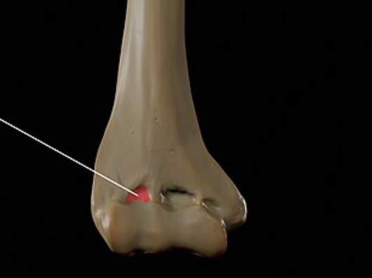 <p>name this bone or bone marking</p>