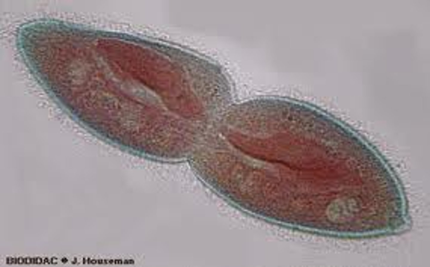 <p>Method of asexual reproduction for ciliates.</p>