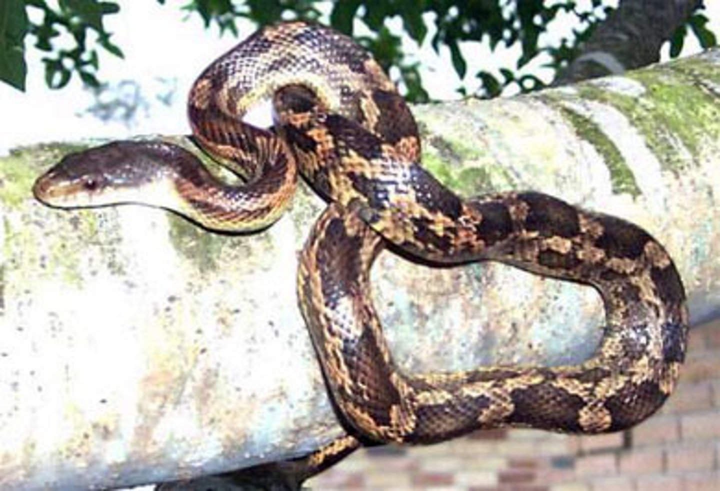 <p>Rat snake</p>