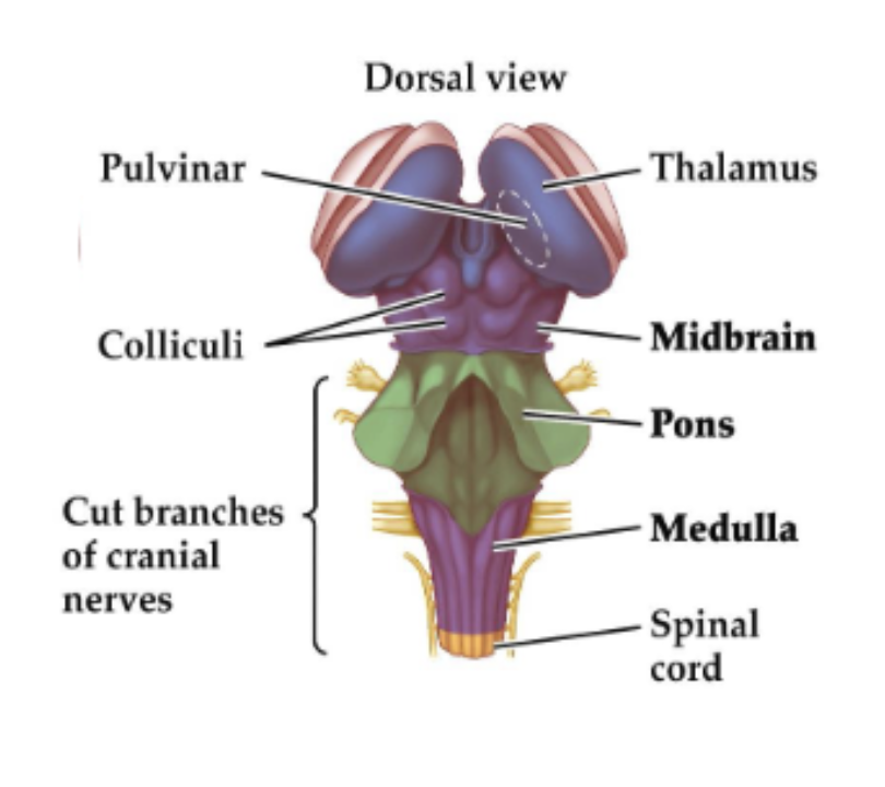 <p><em>mesencephalon</em></p><ul><li><p>dorsal part: <strong>tectum</strong></p><ul><li><p><em>superior colliculus: </em>reflections towards visual stimuli</p></li><li><p><em>inferior colliculus: </em>reflections towards auditory stimuli</p></li></ul></li><li><p>ventral part: <strong>tegmentum</strong></p><ul><li><p><em>Ventral Tegmental Area </em>and <em>Substantia Nigra</em> - dopamine production;</p></li><li><p><em>periaqueductal grey</em>: modulation of pain;</p></li></ul></li></ul><p></p>