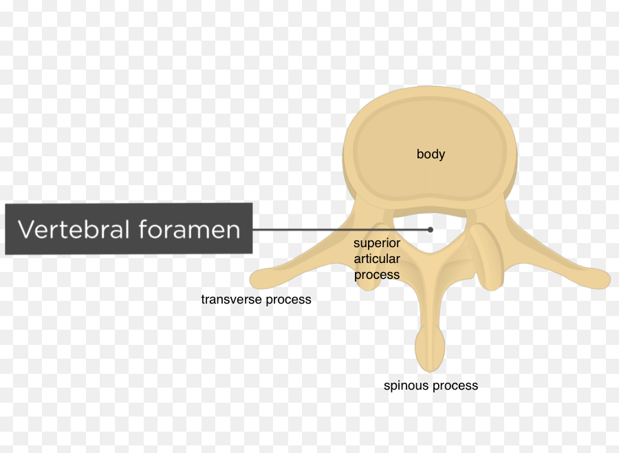 <p>short and stubby compared to cervical vertebrae</p>