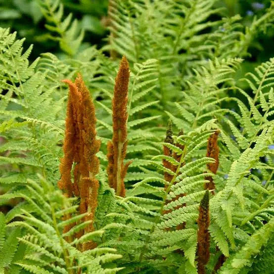<p>Cinnamon fern </p>