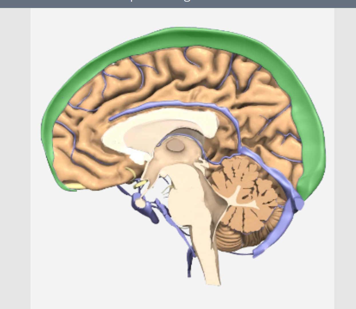 <p>Which sinus?</p>